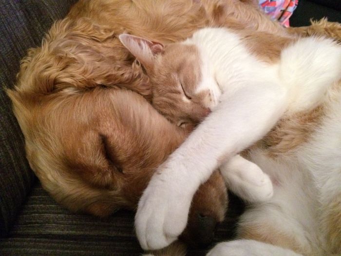 Hund und Katze umarmen sich.