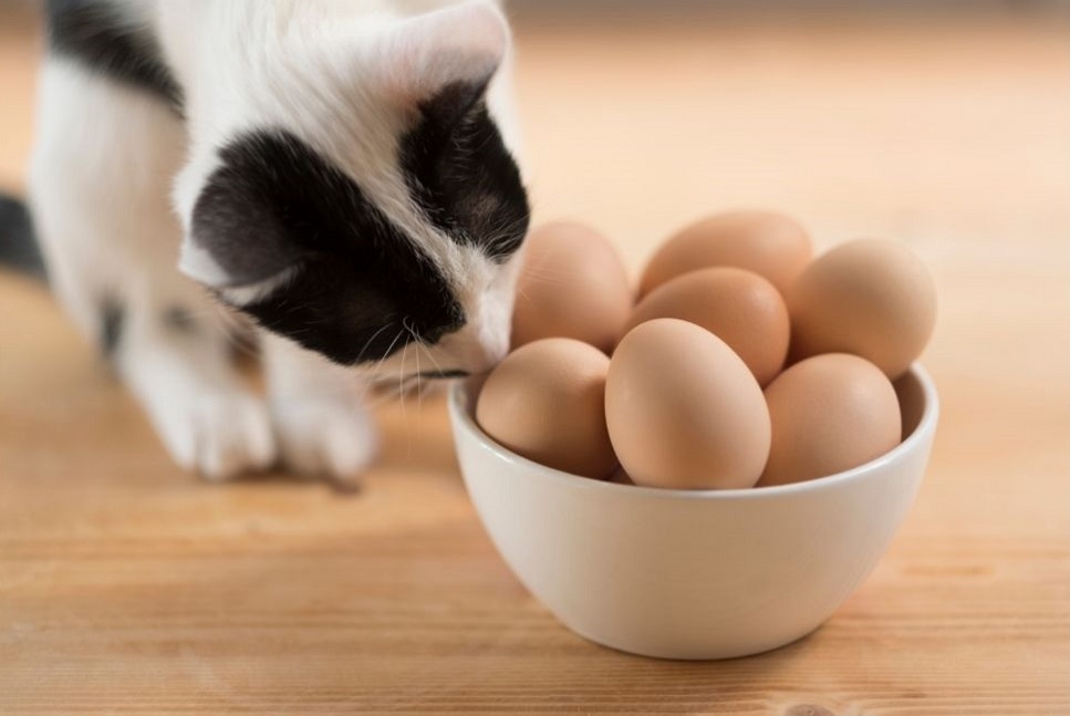 Dürfen Katzen Ei essen?