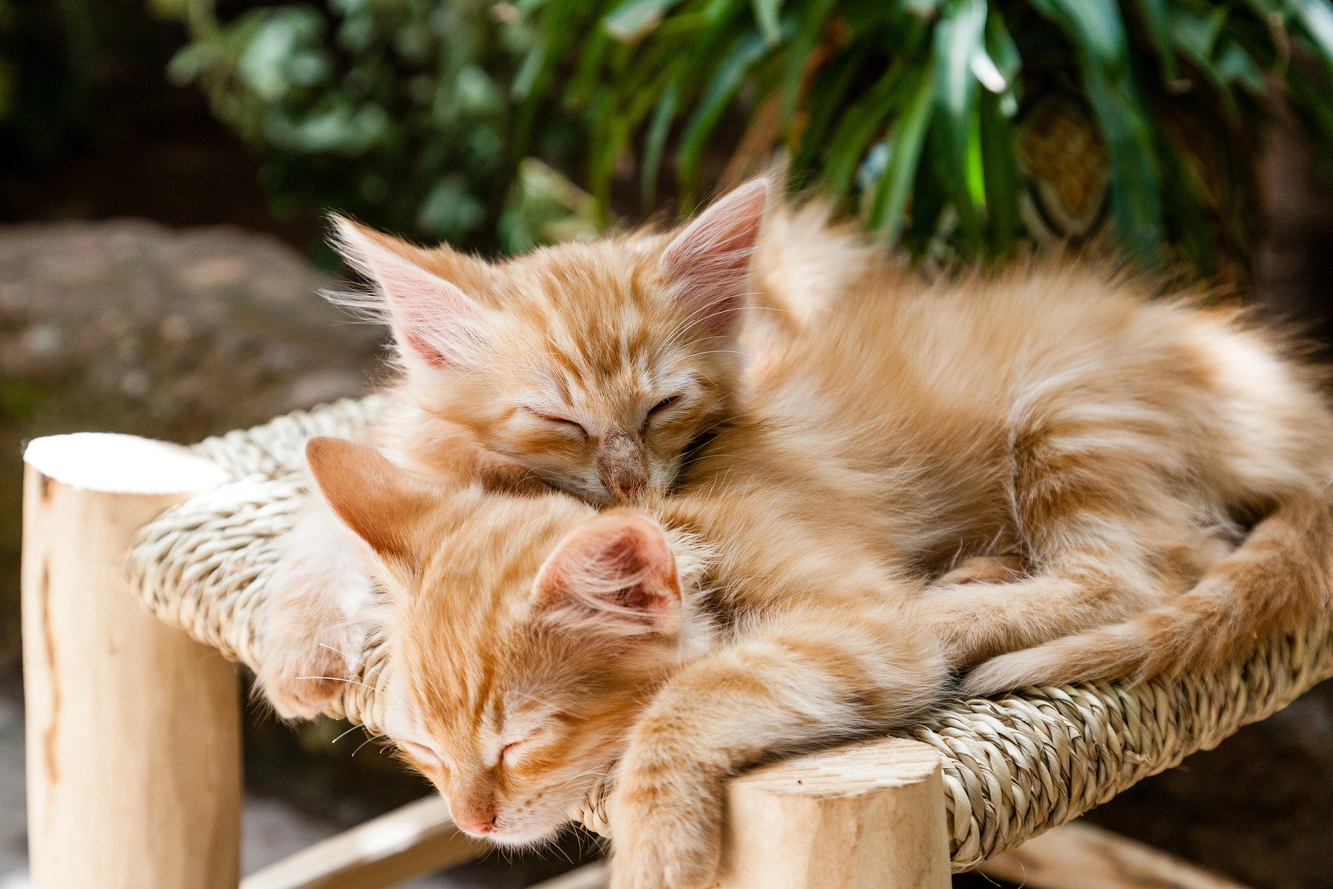 Die Hängematte einer Katze hat jedoch so viele Vorteile, dass es wahrscheinlich ist, dass ein pelziger Freund für immer darin bleibt.