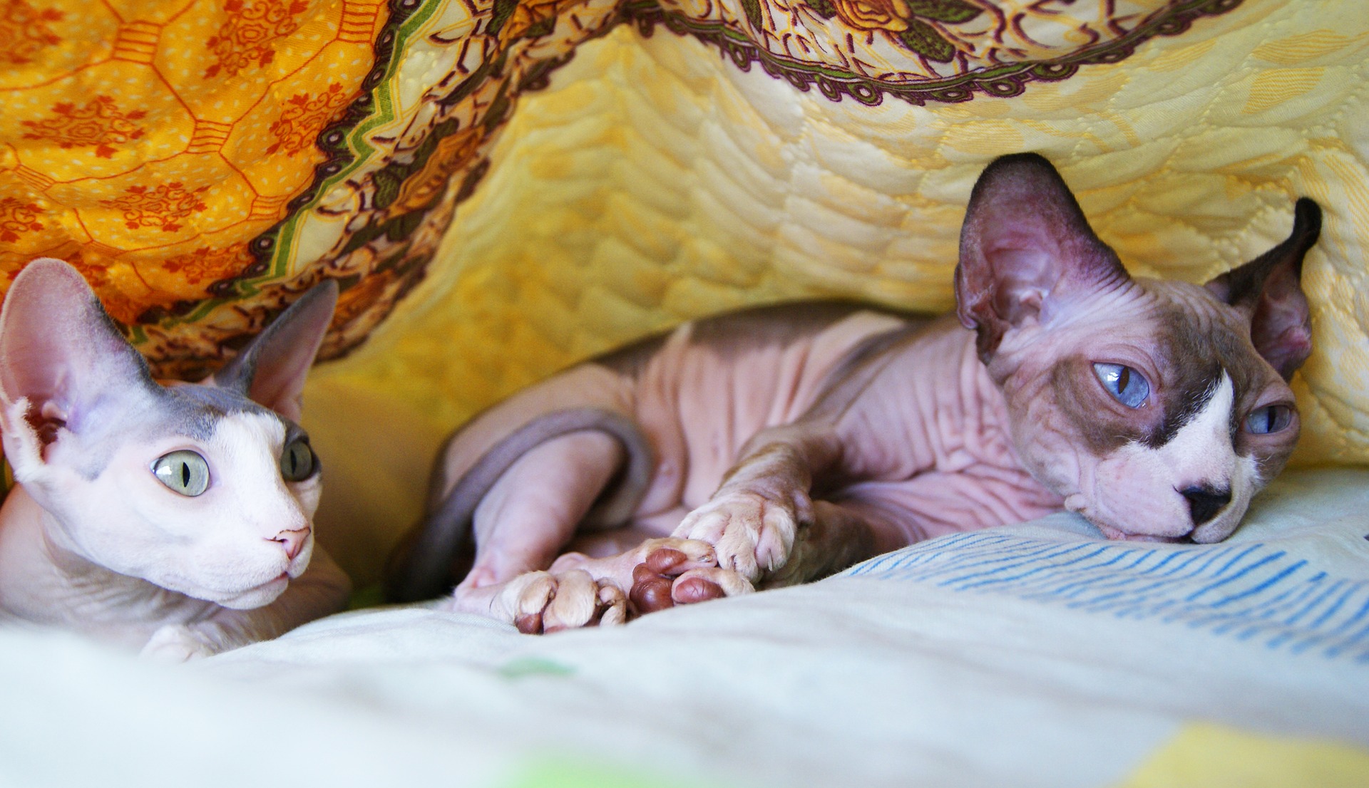 Sphynx-Katzen sind sehr spielfreudig und toben gerne.
