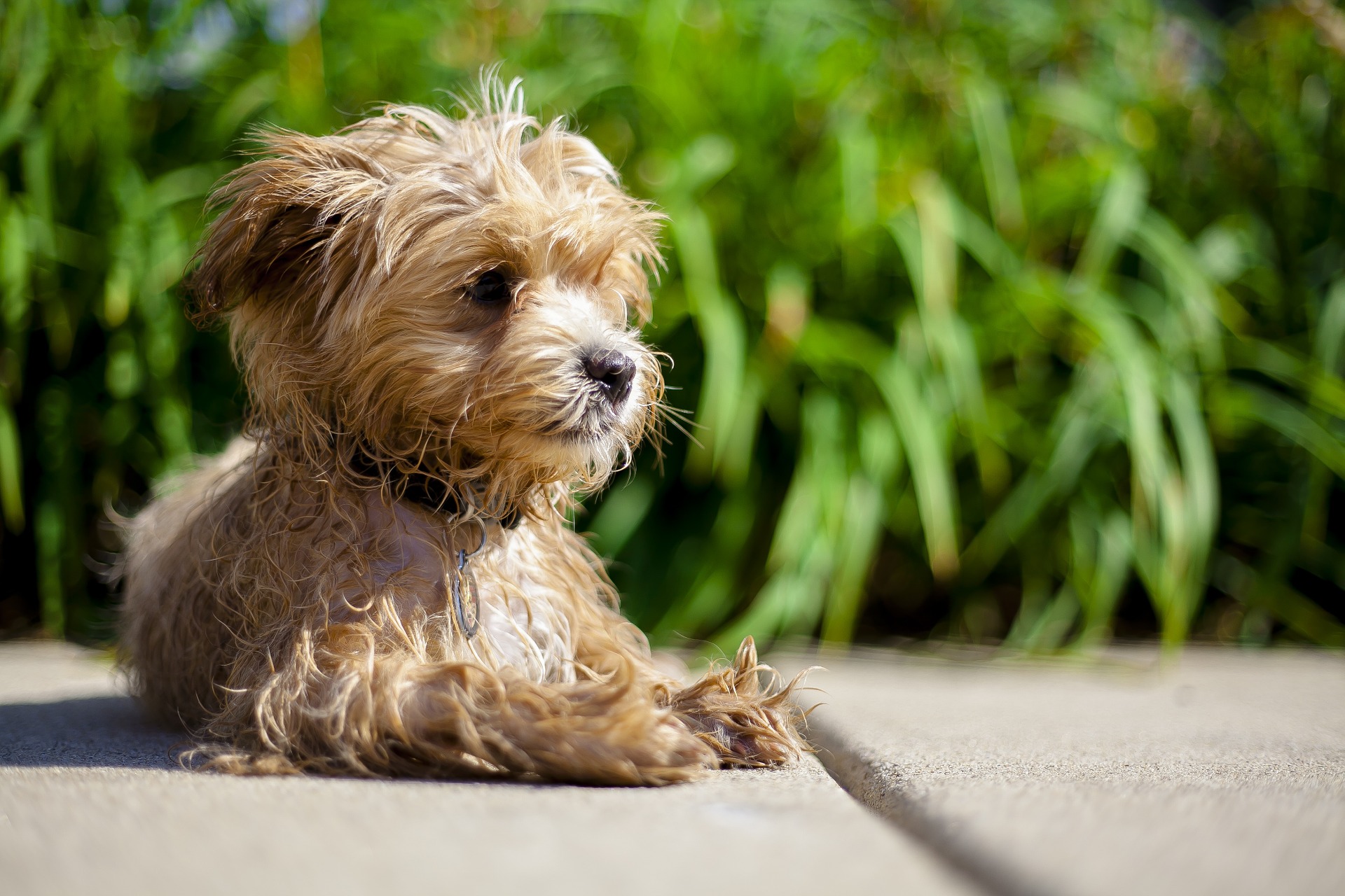 Maltipoo-Hunde stammen aus der Kreuzung von weiblichen Maltesern mit männlichen Pudeln. Diese Hybriden sind sehr niedlich und verspielt und erreichen keine große Körpergröße.