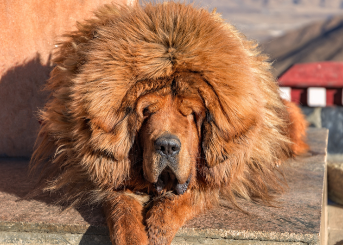 Roter Tibetischer Mastiff.