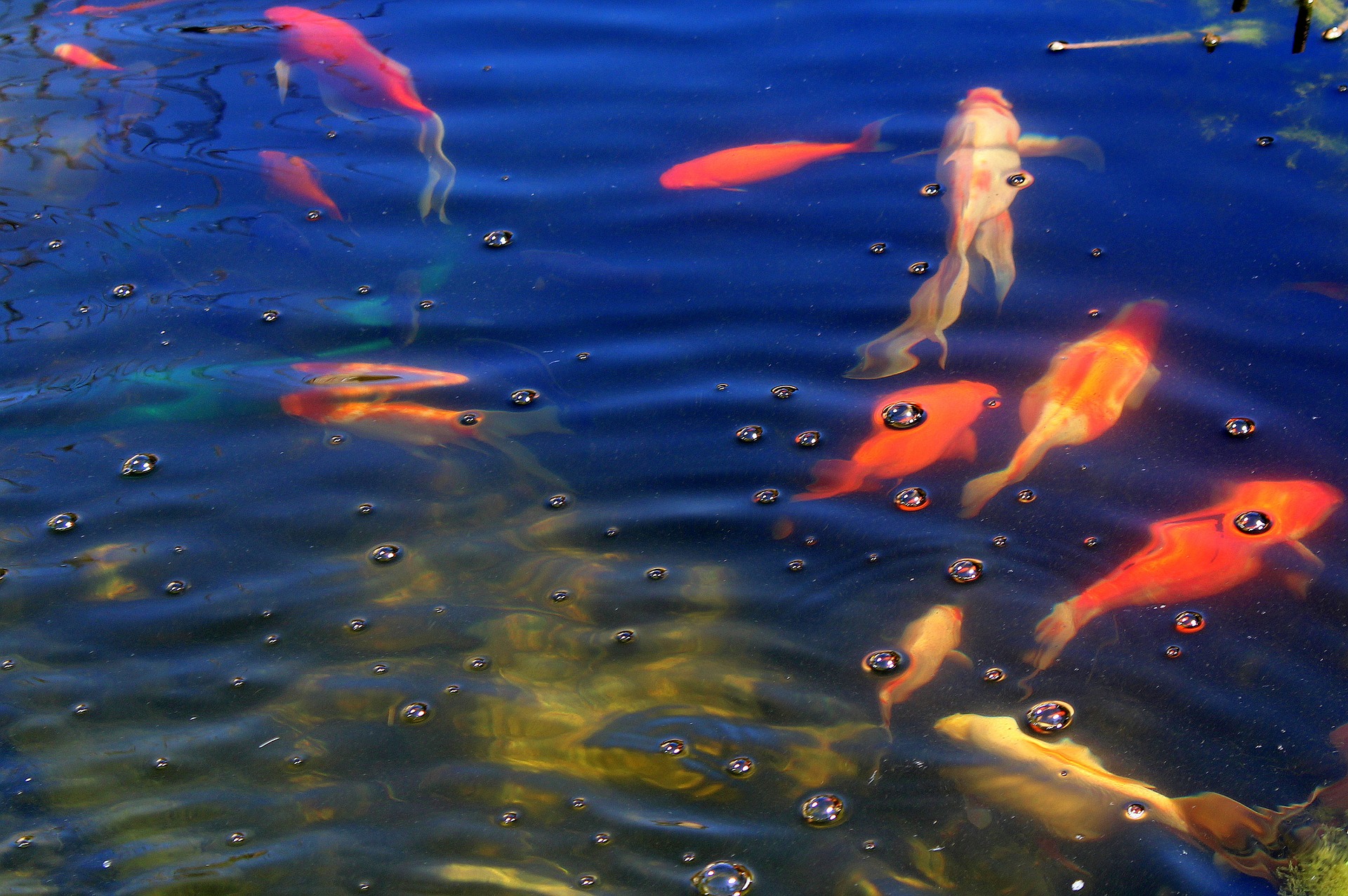 Ein interessantes Angebot für einen Teich sind tropische Fische. Denken Sie jedoch daran, eine zu wählen, für die wir angemessene Lebensbedingungen bieten können.