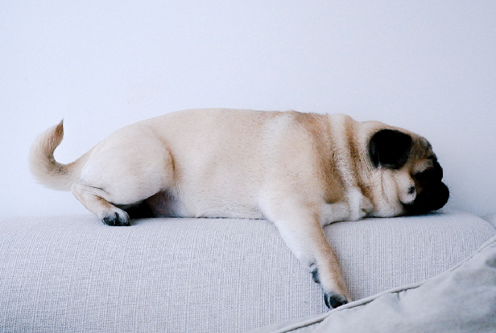 Mopshund liegt auf der Couch.