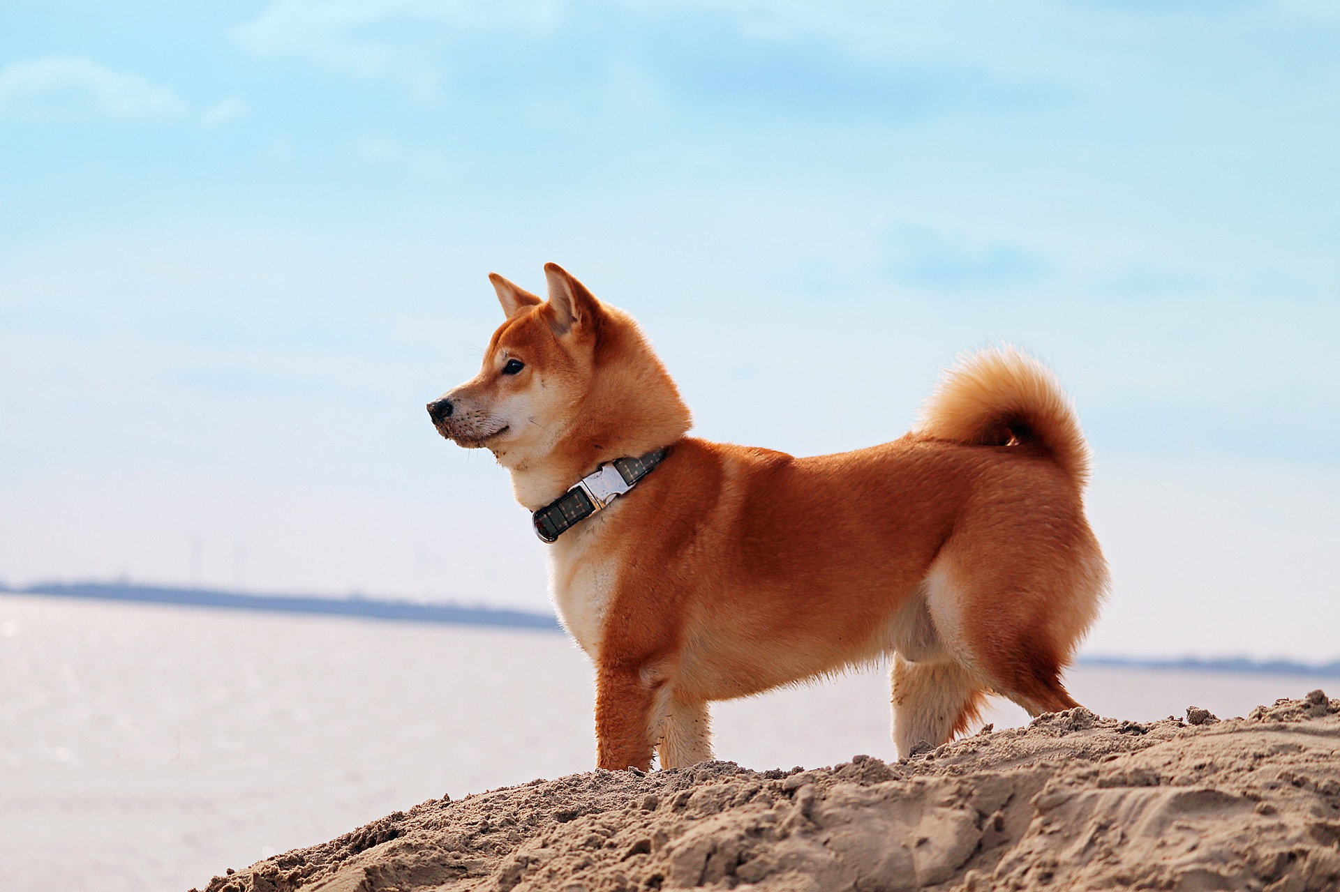 Shiba inu sind sehr klug und beharrlich in ihren Handlungen. Es macht ihnen Spaß, Rätsel zu lösen und an Schulungen teilzunehmen.