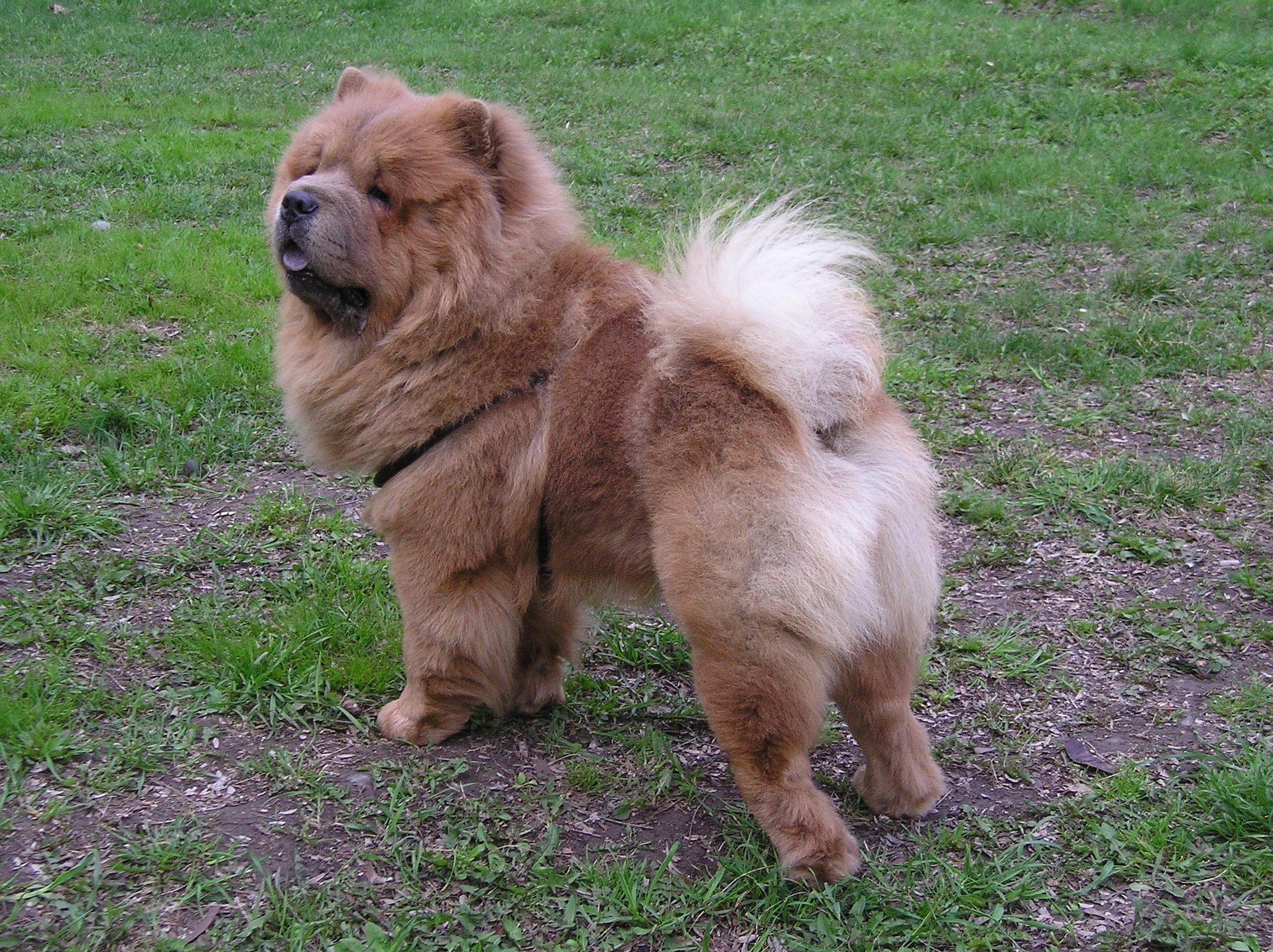 Der Chow-Chow hat ein sehr anspruchsvolles Haarkleid. Es muss praktisch täglich gekämmt und gestriegelt werden.