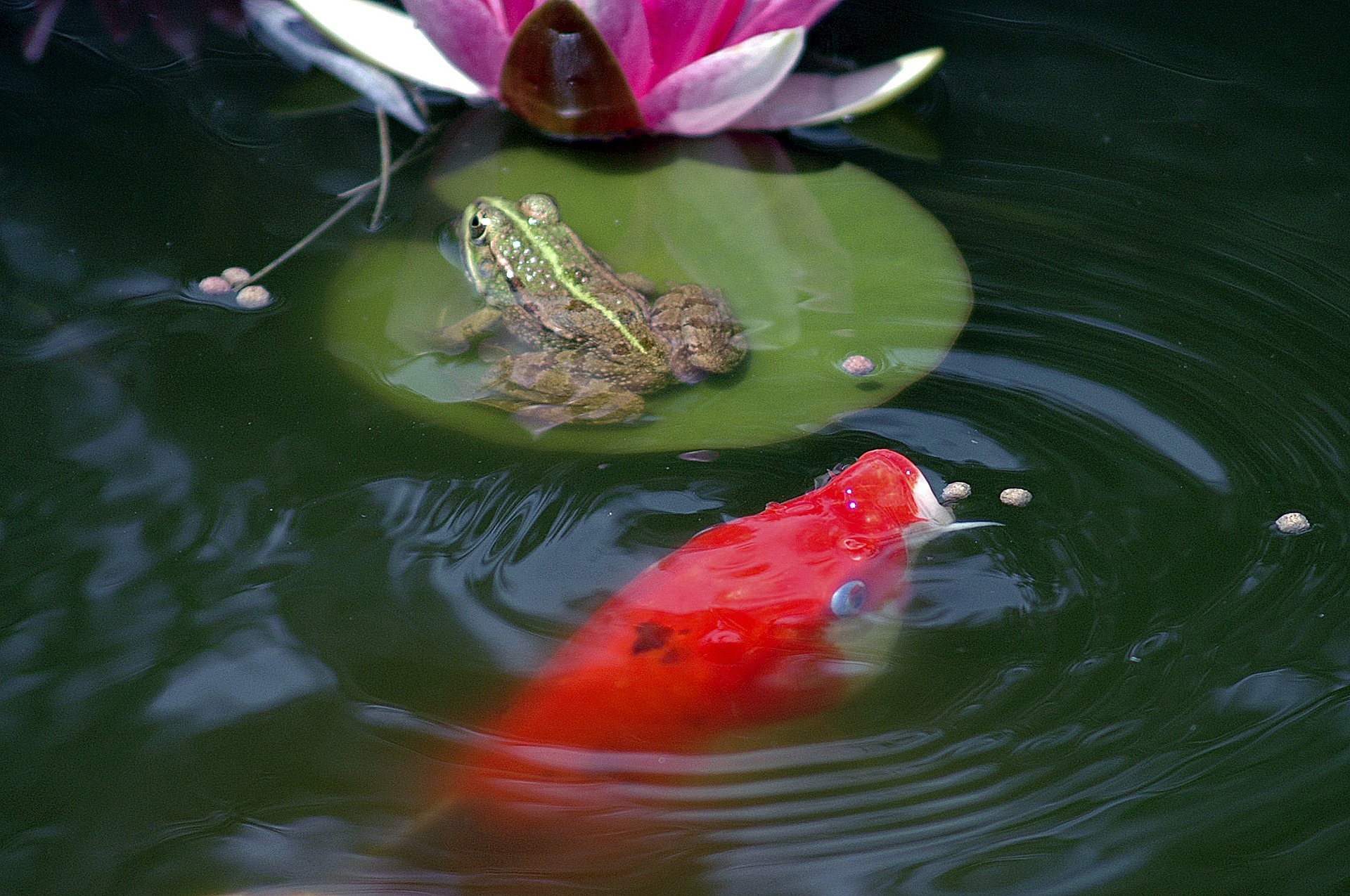 Sie können Fische in den Teich legen, z. B. Koi-Karpfen, Sonnenblumen, Rosetten und schöne Pflanzen pflanzen, z. B. gelbe Iris oder Wasserhyazinthe. Es kann auch mit Springbrunnen ausgestattet werden, die Wasser sprühen.