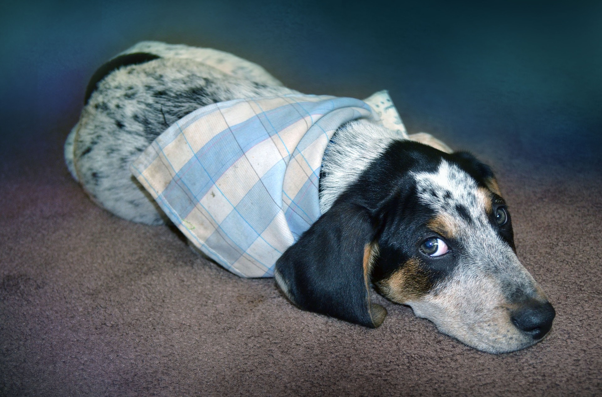 Husten bei einem Hund ist das häufigste Symptom einer Atemwegsinfektion - von Erkältung über Tracheitis oder Bronchitis bis hin zu Lungenentzündung.