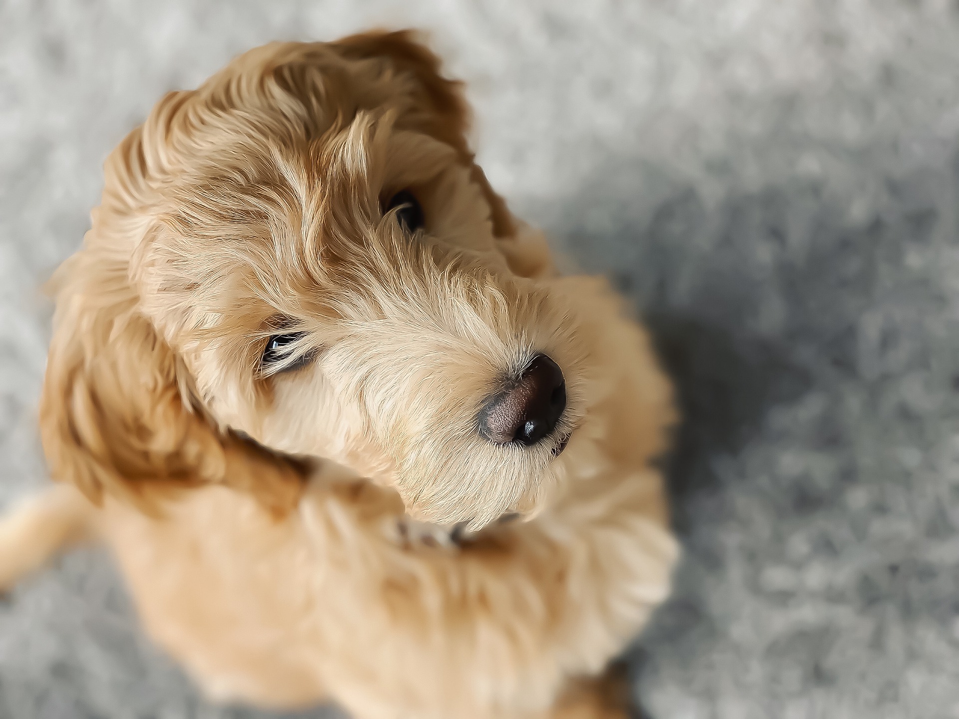 Die Schnauze des Goldendoodle ähnelt einem Teddybär, die schwarze Nase und die Augen heben sich von dem lockigen Fell ab. Das süße Aussehen des Goldendoodle ist sein Vorteil und gleichzeitig verursacht es eine Menge Probleme - es ist wichtig, daran zu denken, dass er immer noch ein Hund ist und arttypische Bedürfnisse hat - er ist kein Maskottchen.