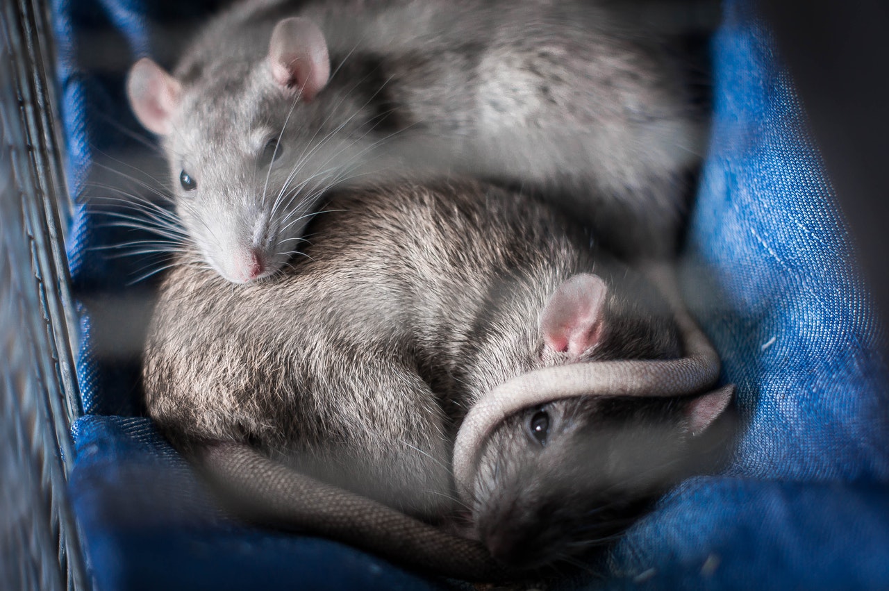 Ratten schlafen zusammen in einem Käfig.