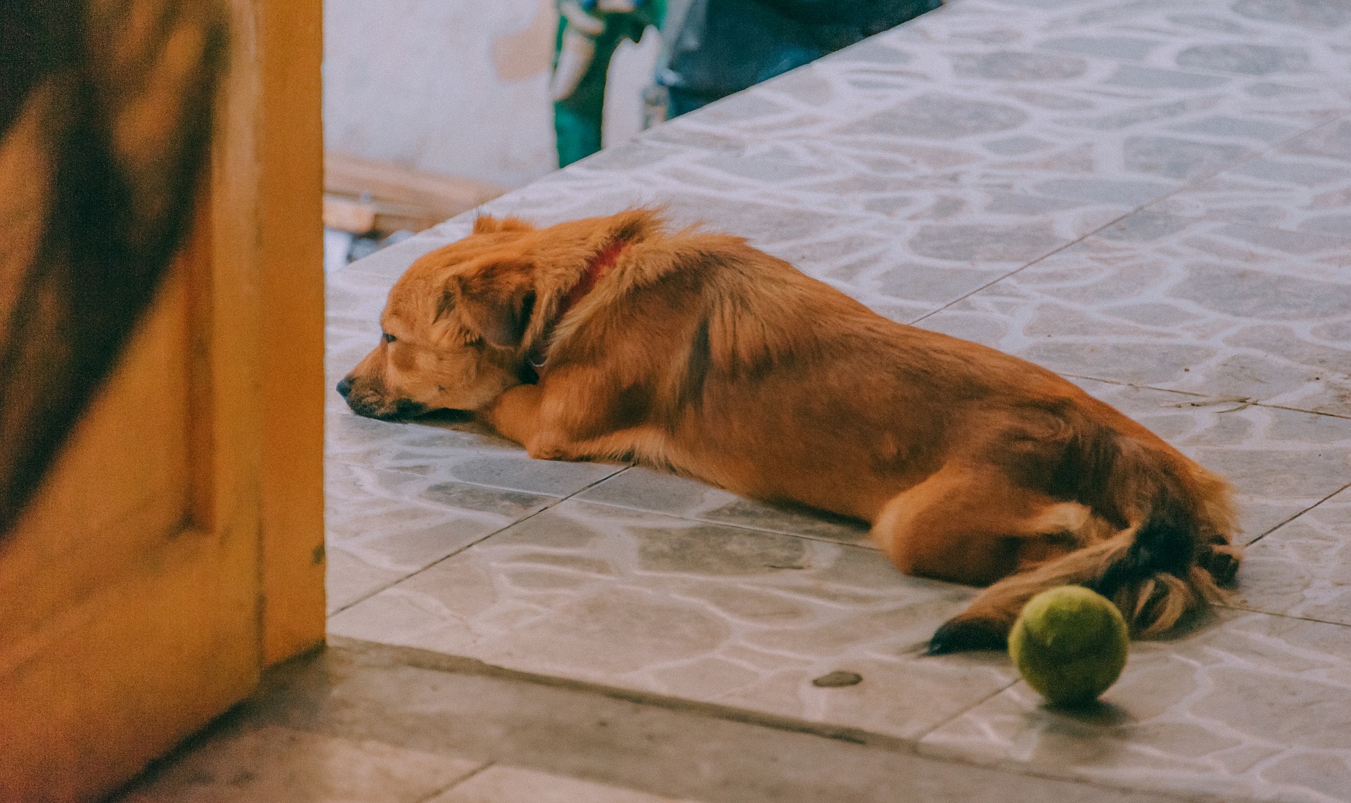 Die häufigsten Ursachen für Husten bei einem Hund sind Erkältungen und Entzündungen der oberen Atemwege. Dies geschieht - genau wie beim Menschen - beim Einweichen und Überkühlen des Körpers, was die Vermehrung pathogener Mikroorganismen ermöglicht.