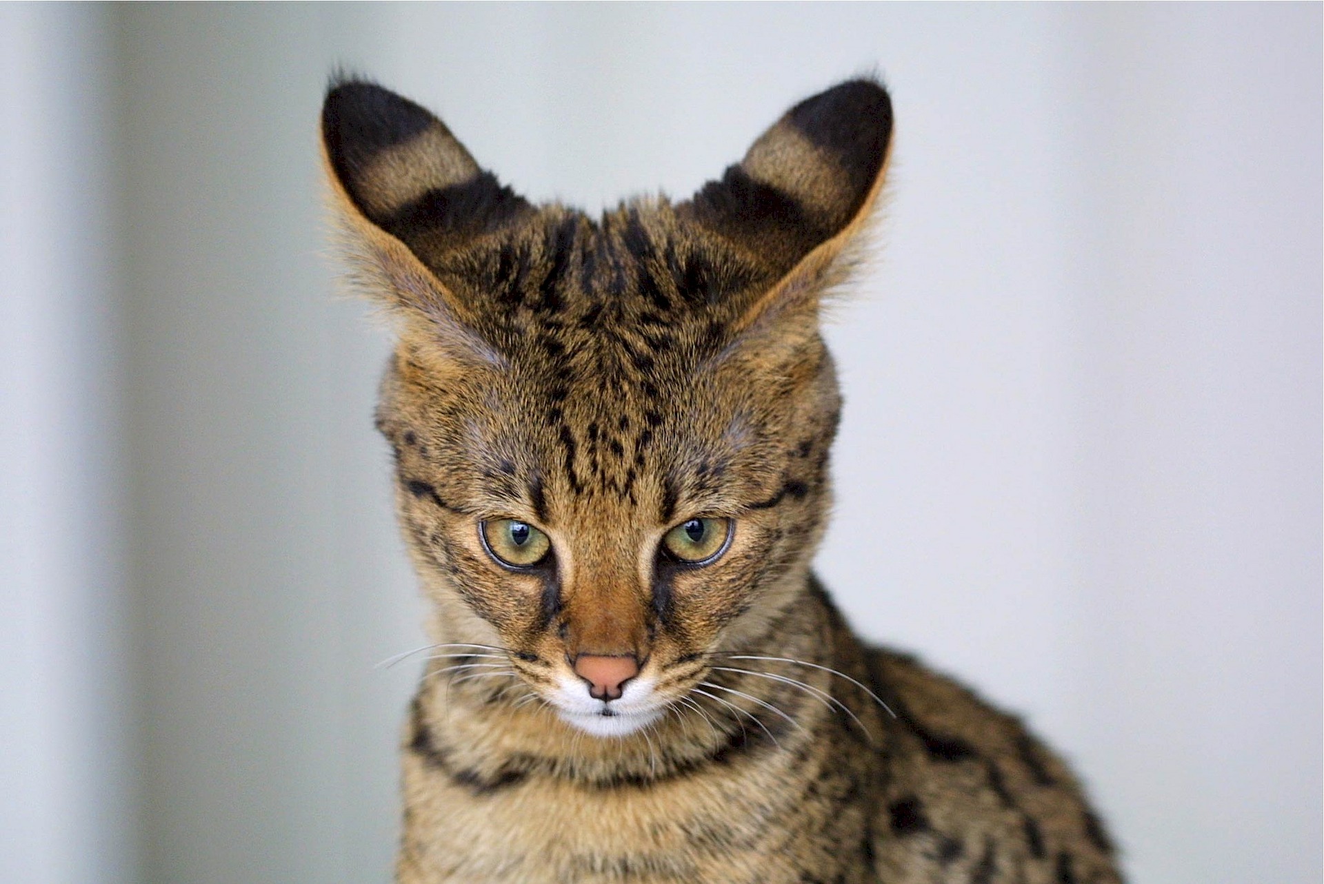 Die Savannenkatze ist eine Kreuzung zwischen einer Hauskatze und einem afrikanischen Serval.