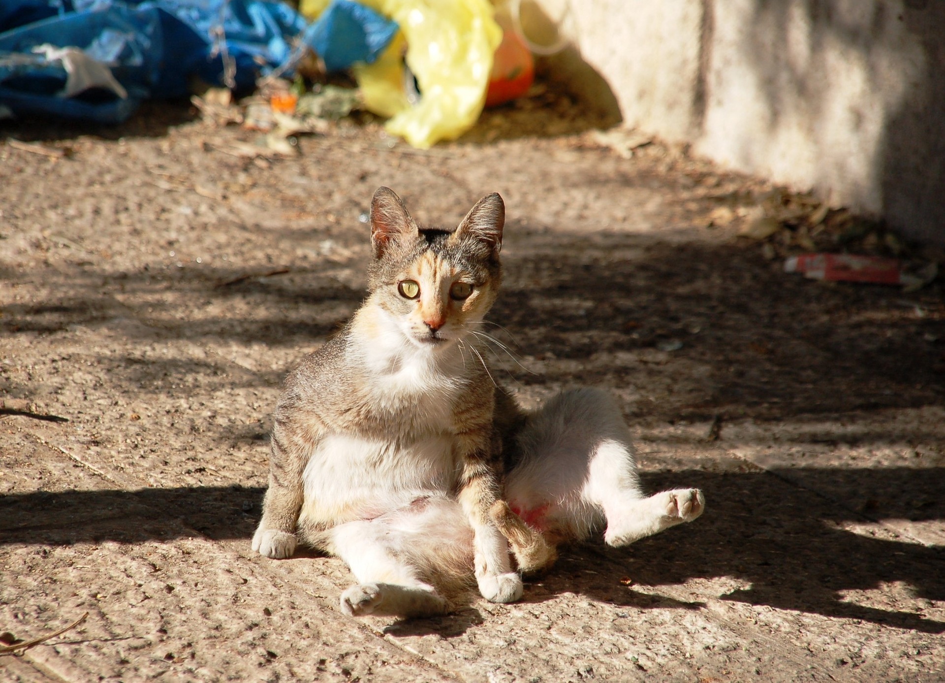 Kleines Kätzchen sitzt auf dem Bürgersteig.