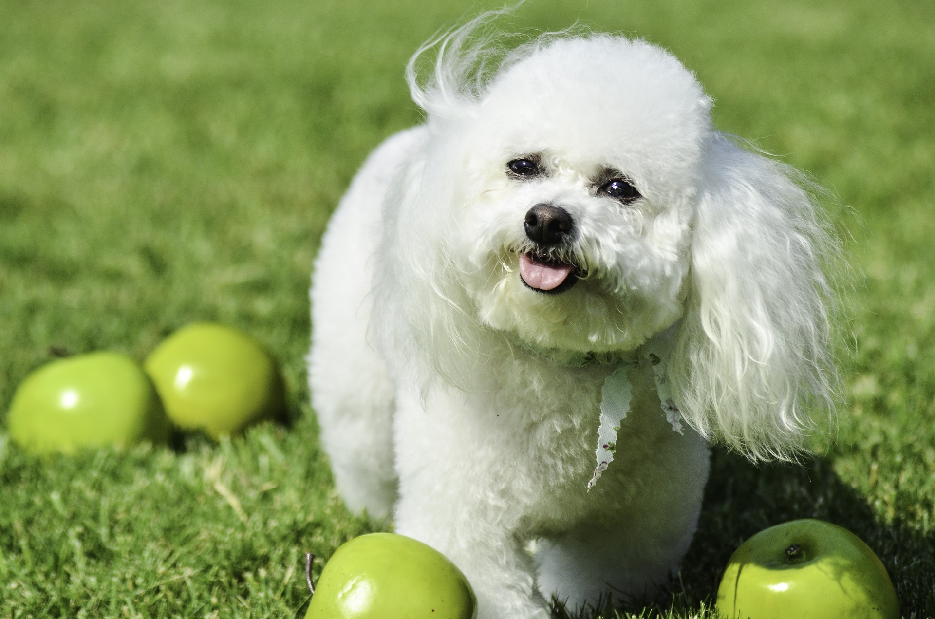 Der Bichon frise ist ein anspruchsvoller Hund, was sein Fell angeht. Hunde dieser Rasse müssen regelmäßig gekämmt und gebadet werden, um Knoten oder Verfärbungen zu vermeiden.