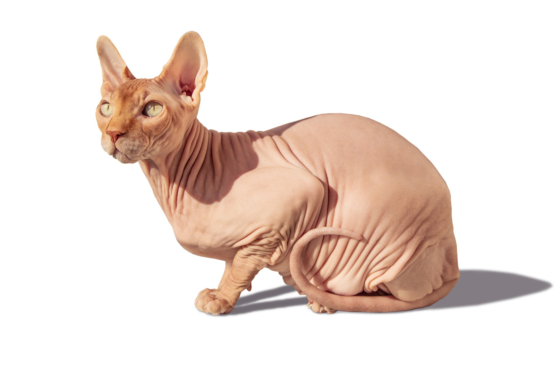 Sphynxe sind haarlos, ihre Vibrissen sind verkürzt und oft eingerollt, eine kleine Menge Körperhaar ist akzeptabel - um die Ohren, Pfoten und Schnauze.