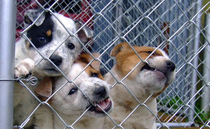 Welpen im Tierheim