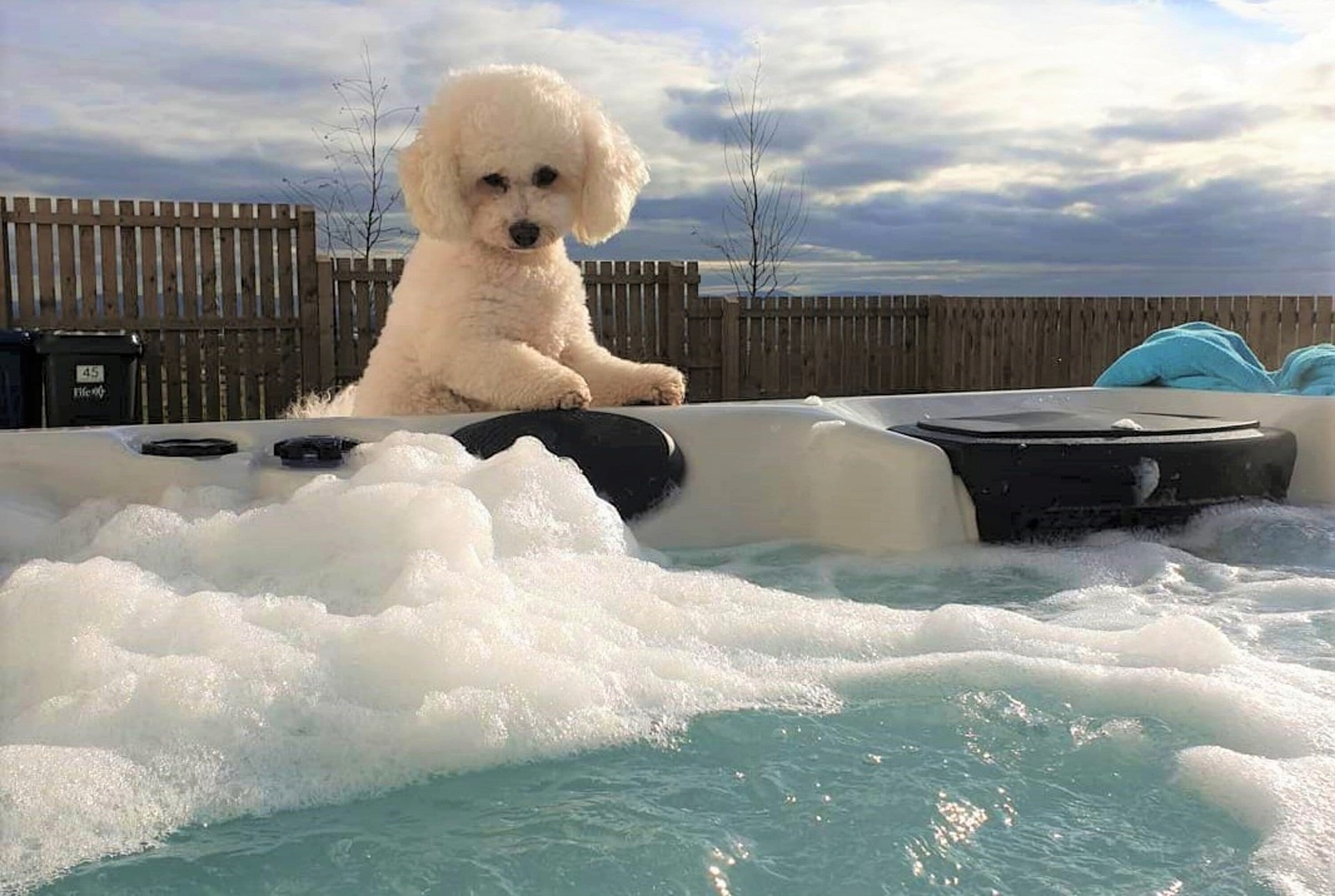 Kleine und lebhafte Hunde - Bichon frise, sie werden gut in Familien mit Kindern, ob in einer Wohnung oder in einem Ferienhaus leben.
