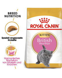 ROYAL CANIN British Shorthair Kittenfutter trocken für BKH Kätzchen 10 kg