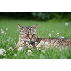 stress bei einer katze stress bei einem hund wussten sie dass unsere haustiere genauso viel stress empfinden wie wir fera24 de