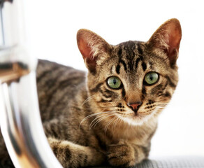Was ist der Charakter der Toyger-Katze, was ist ihr Preis und warum beglückt sie ihre Besitzer so sehr?