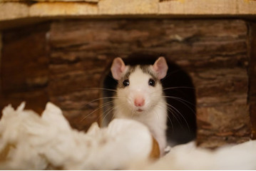 Wenn Sie eine Ratte kaufen möchten, lesen Sie den Artikel und erfahren Sie, wie man eine Ratte pflegt, wie lange eine Ratte lebt und warum sie ein so tolles Nagetier ist!