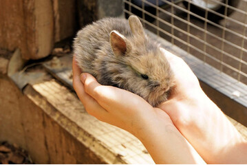 Schnupfen bei Kaninchen kann ein Symptom für eine Erkältung sein oder eine ernstere Krankheit ankündigen.