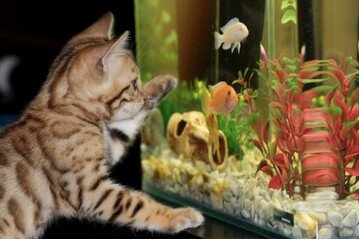 Wie wähle ich Fische für mein Aquarium aus?