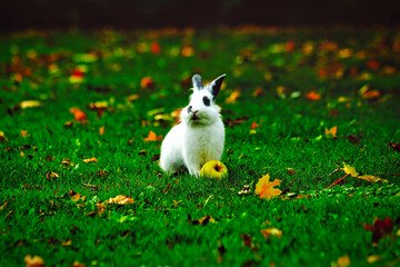 Ist ein Käfig mit Kaninchengehege eine gute Idee?