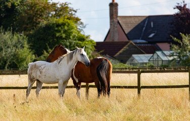 Erfahren Sie, was die häufigsten Pferdekrankheiten sind und wie man ihnen vorbeugen kann. Erfahren Sie, welche Symptome uns Sorgen bereiten sollten.