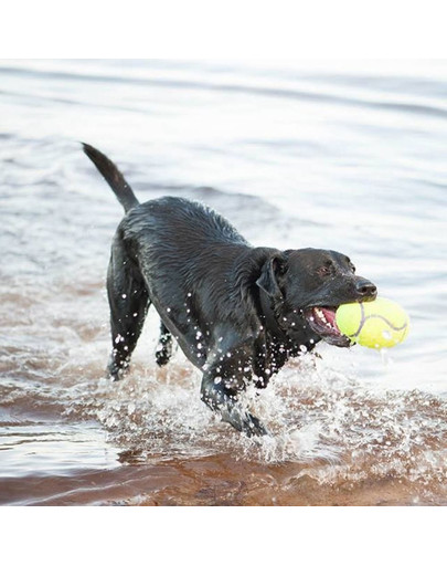 KONG Squeaker Football L