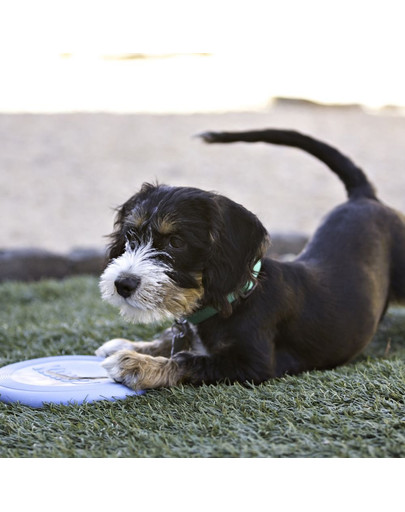 KONG Puppy frisbee flyer