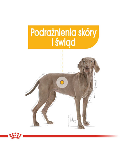 ROYAL CANIN MAXI Dermacomfort Trockenfutter für große Hunde mit empfindlicher Haut 12 kg