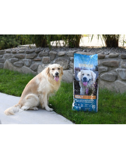 DIVINUS Adult Alleinfuttermittel für ausgewachsene Hunde 20 kg