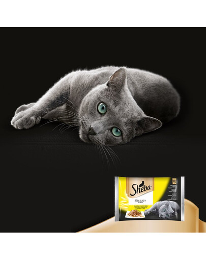 SHEBA Delicacy in Jelly Geflügel in Gelee 52x 85g