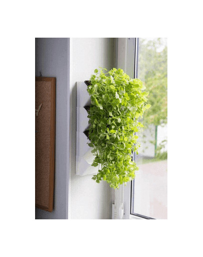AQUAEL Versa Garden Herbs grüne Wand Pflanzen-Wandmodul