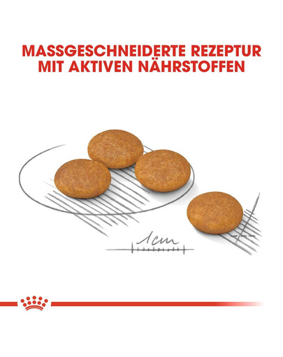 ROYAL CANIN Mini Dermacomfort 10 kg