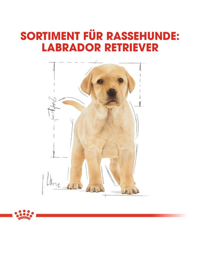 ROYAL CANIN Labrador retriever junior 12+2 kg gratis