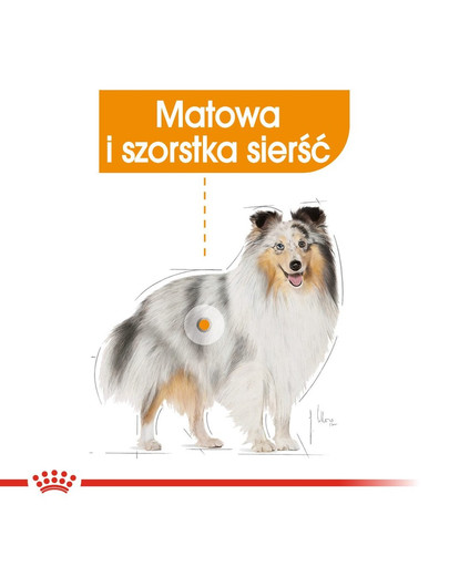 ROYAL CANIN COAT CARE Nassfutter für glänzendes Fell 85 g
