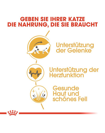 ROYAL CANIN Maine Coon Adult Katzenfutter trocken 4 kg