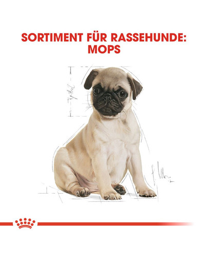 ROYAL CANIN Pug Puppy Welpenfutter trocken für Mops 1,5 kg