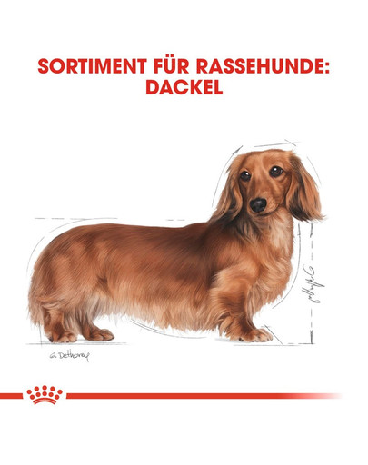 ROYAL CANIN Dachshund Adult Hundefutter nass für Dackel 85 g