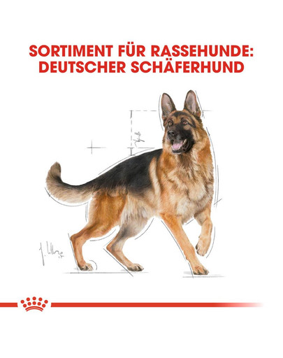 ROYAL CANIN German Shepherd Adult Hundefutter trocken für Deutsche Schäferhunde 11 kg