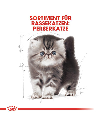 ROYAL CANIN Persian Kittenfutter trocken für Perser-Kätzchen 400 g