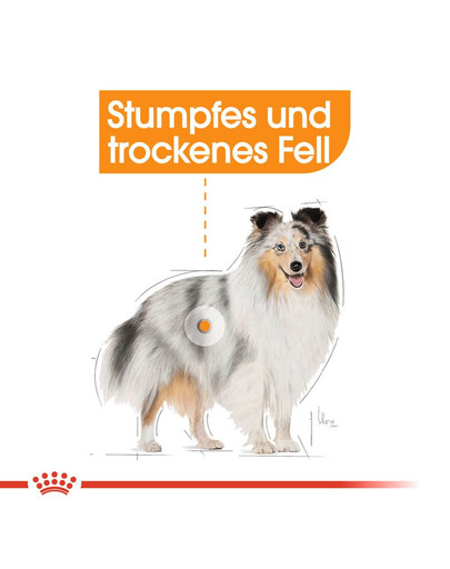 ROYAL CANIN COAT CARE MINI Trockenfutter für kleine Hunde für glänzendes Fell 3 kg