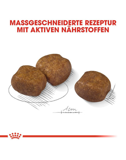 ROYAL CANIN DENTAL CARE MAXI Trockenfutter für große Hunde mit empfindlichen Zähnen 3 kg