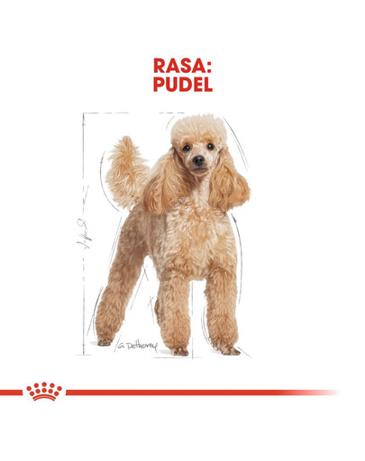 ROYAL CANIN Poodle Adult Hundefutter trocken für Pudel 3 kg