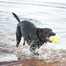 KONG Squeaker Football L