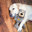 KONG Knots Wild Bear XL