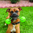 KONG Squeezz Ball with Rope L