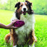 KONG ZoomGroom Raspberry L
